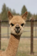 alpaca for sale