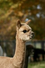 alpaca for sale
