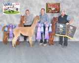 alpaca for sale