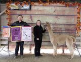 alpaca for sale
