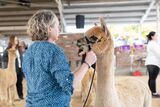 alpaca for sale