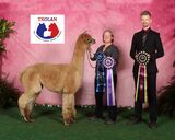 alpaca for sale