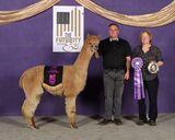 alpaca for sale