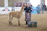 alpaca for sale