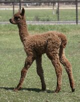 alpaca for sale