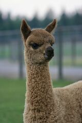 alpaca for sale