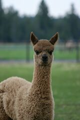 alpaca for sale