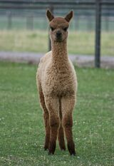 alpaca for sale