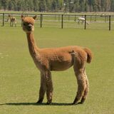 alpaca for sale