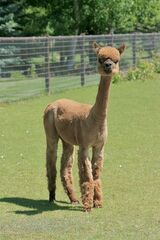 alpaca for sale