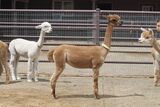 alpaca for sale