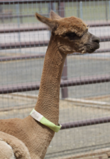 alpaca for sale