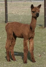 alpaca for sale