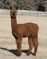 alpaca for sale