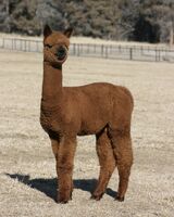 alpaca for sale