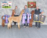 alpaca for sale