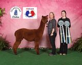 alpaca for sale