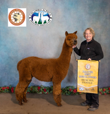 alpaca for sale