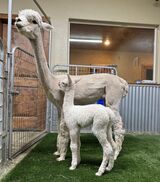 alpaca for sale