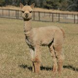 alpaca for sale