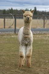 alpaca for sale