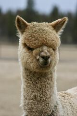 alpaca for sale