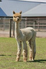 alpaca for sale