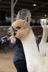 alpaca for sale