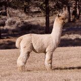 alpaca for sale