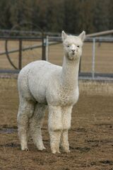 alpaca for sale
