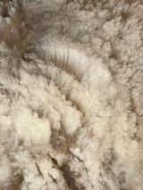 alpaca for sale