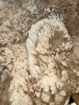 alpaca for sale