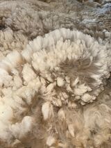 alpaca for sale