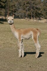 alpaca for sale