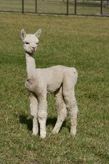 alpaca for sale