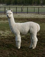 alpaca for sale