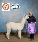 alpaca for sale