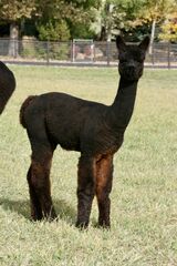 alpaca for sale
