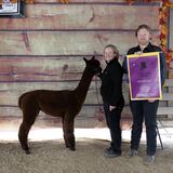 alpaca for sale