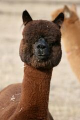 alpaca for sale