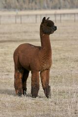 alpaca for sale