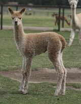 alpaca for sale