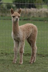 alpaca for sale