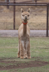alpaca for sale