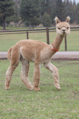 alpaca for sale