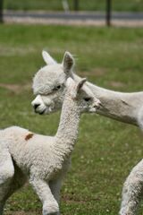 alpaca for sale