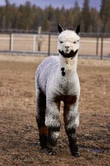 alpaca for sale