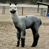 alpaca for sale
