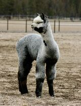 alpaca for sale