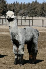 alpaca for sale